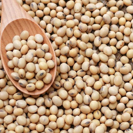 Wholesale Iranian Soybeans Bulk Supply for Middle Eastern Wholesalers & Distributors; Competitive Pricing & Fast Logistics
